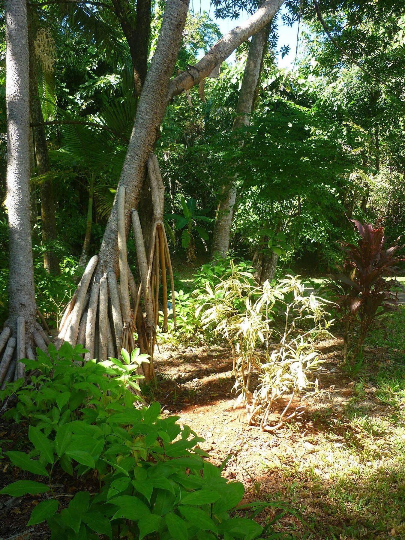 Ferntree Rainforest Lodge Cape Tribulation Exteriér fotografie